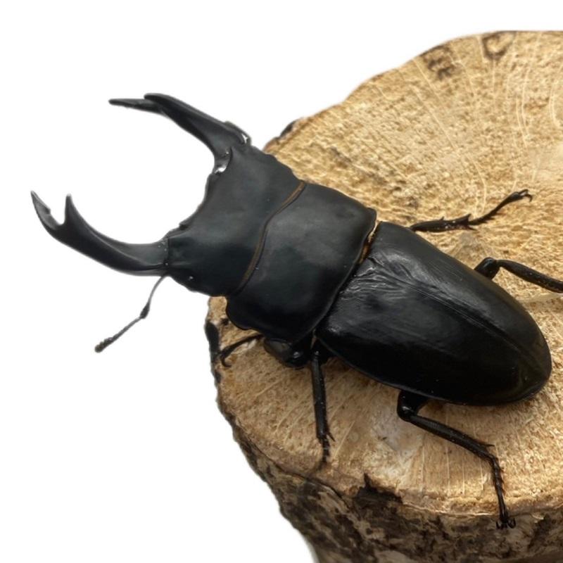 オオクワガタ 【能勢SR】 特大サイズ 85〜86mm メス 50mm以上 大型血統