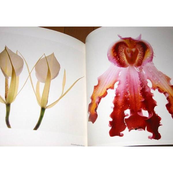 洋書写真集 フラワーズ/アービング・ペン/ FLOWERS/Irving Penn（輸入