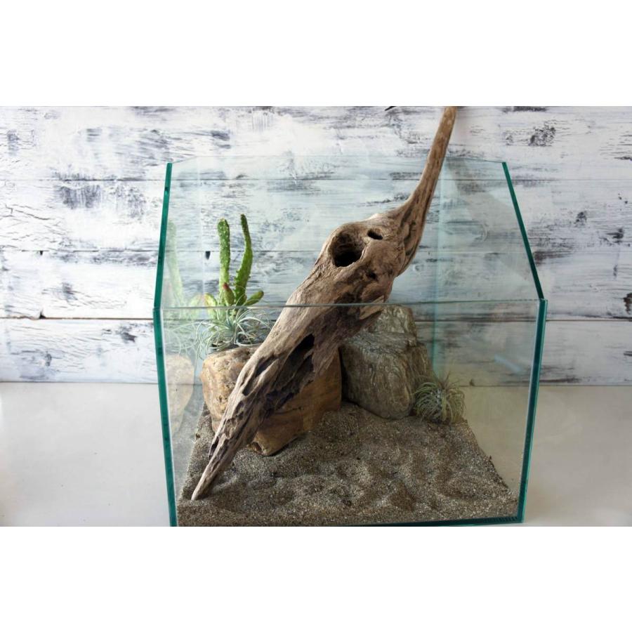 流木 爬虫類 登り木 あく抜き処理 煮沸消毒済 トカゲ ヤモリ ケージ