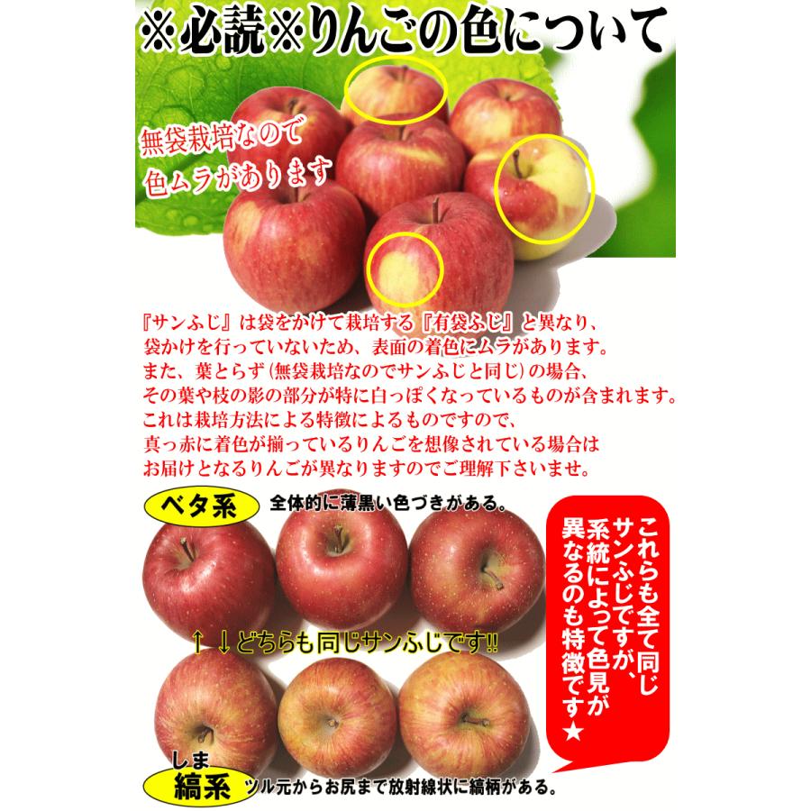 セール！りんご 10kg箱 青森 リンゴ サンふじ 家庭用 送料無料 訳あり