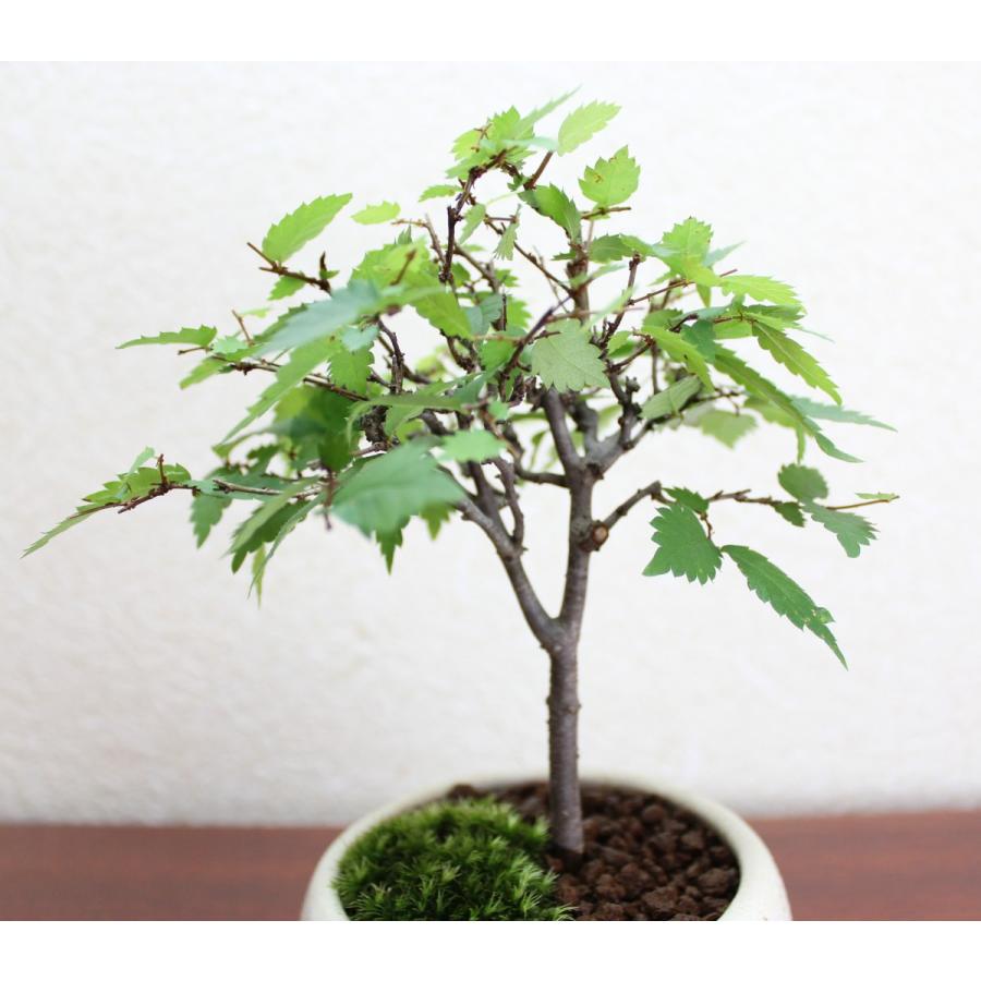 極上 ケヤキ 欅 けやき 盆栽 小品盆栽 ミニ盆栽 送料無料 : 盆栽
