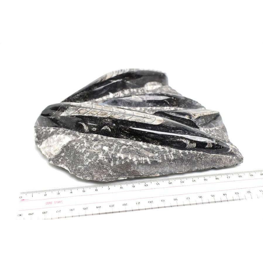 オルソセラス 直角貝 化石 プレート（約1480g）スタンド付き モロッコ