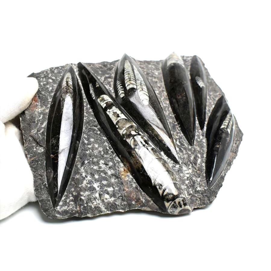 オルソセラス 直角貝 化石 プレート（約1755g）スタンド付き モロッコ