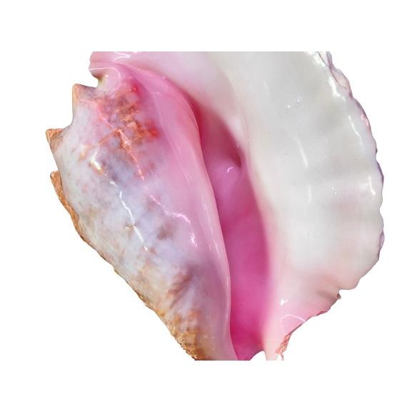 直輸入】コンクシェル ピンク貝 バハマ コンク貝 ジュエリー