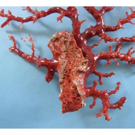 日本・高知沖産血赤珊瑚の 拝見・原木・置き物 （艶出し加工済み
