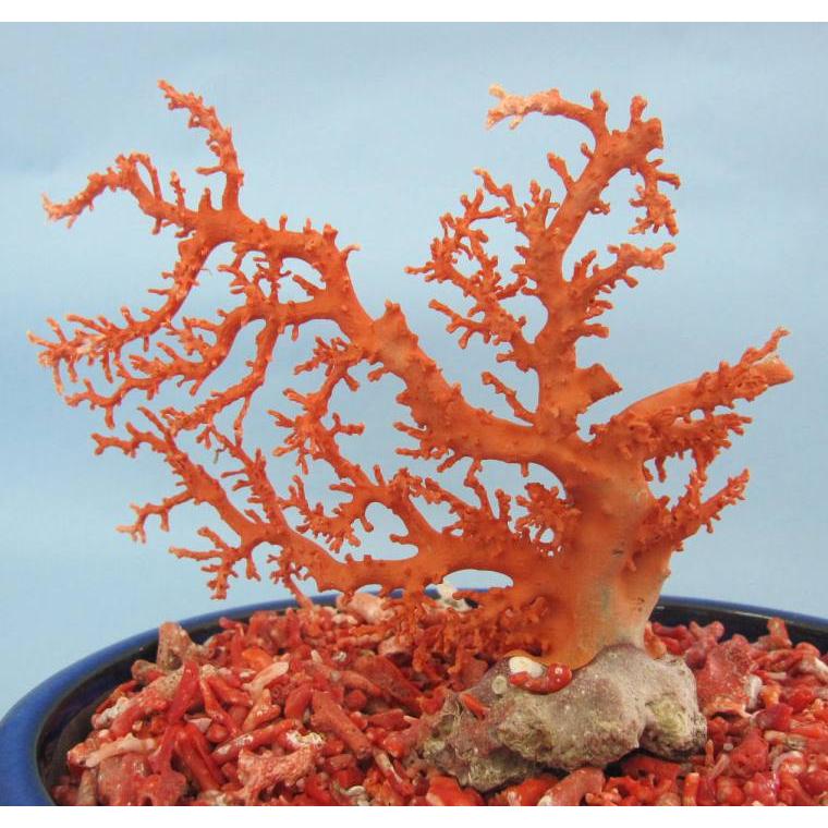 日本・高知沖産赤珊瑚の拝見・原木・置物 /飾り/盆栽風/『宝石サンゴ
