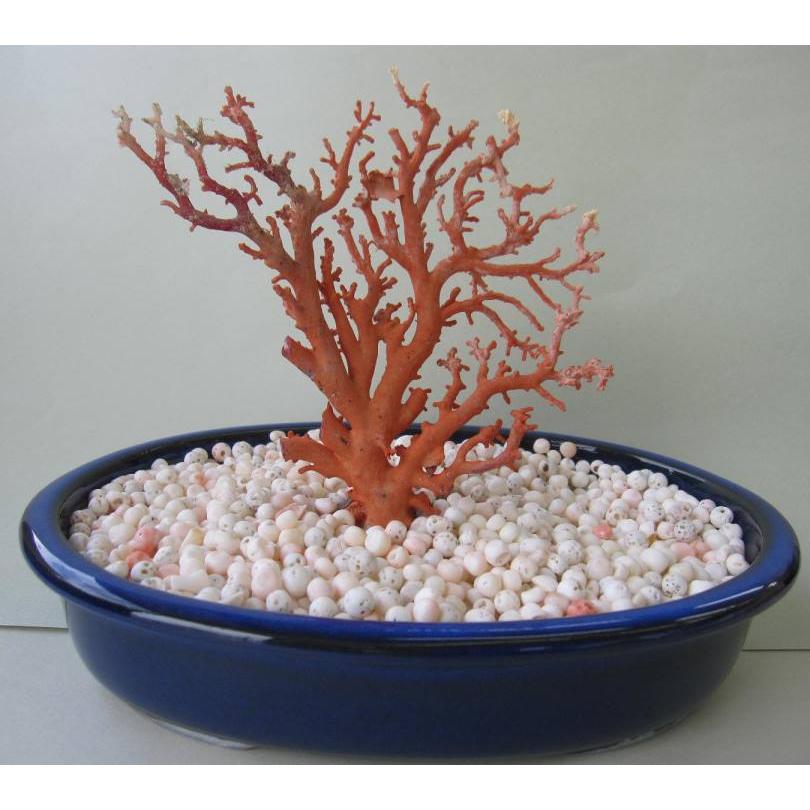 日本・高知沖産赤珊瑚の拝見・原木・置物 /飾り/盆栽風/『宝石サンゴ