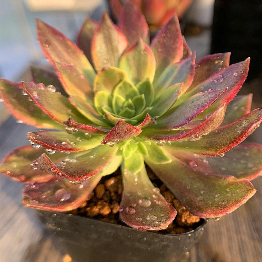 農園直売 多肉植物 寄せ植え アエオニウム属 ハロウィン錦 子付き 大