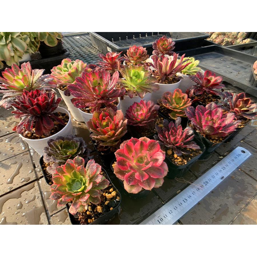 農園直売 多肉植物 寄せ植え アエオニウム属 季節4点 おまかせ