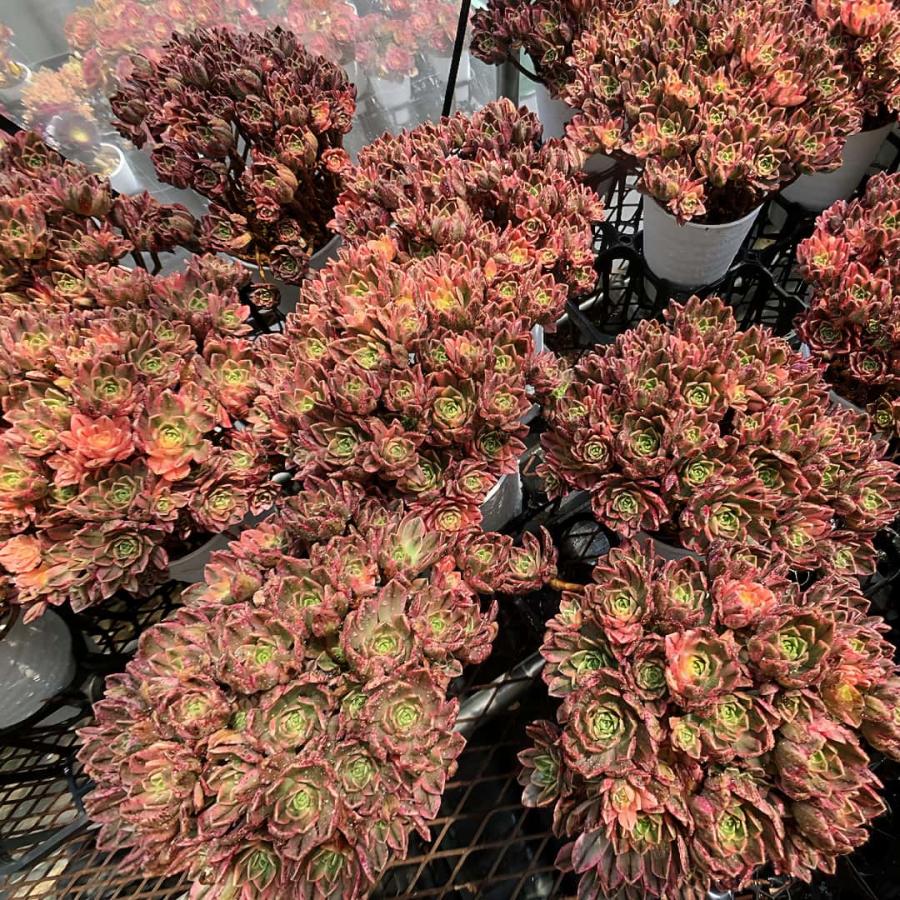 農園直売 多肉植物 寄せ植え アエオニウム属 ハルナ（群）特特大 約30