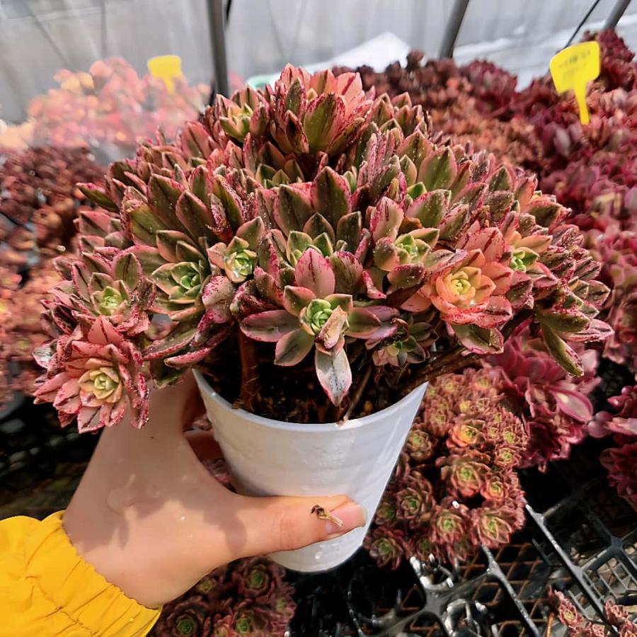 農園直売 多肉植物 寄せ植え アエオニウム属 ハルナ（群）特特大 約30