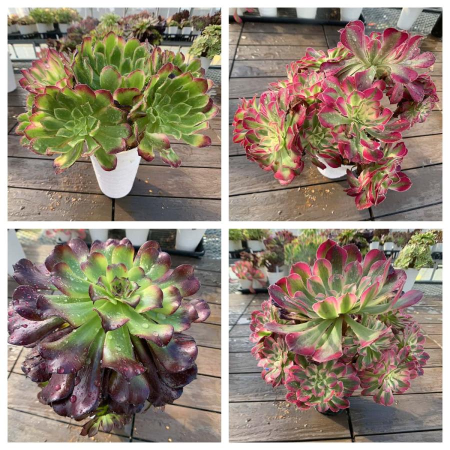 期間限定増量 農園直売 送料無料 多肉植物 アエオニウム属、1点選べる