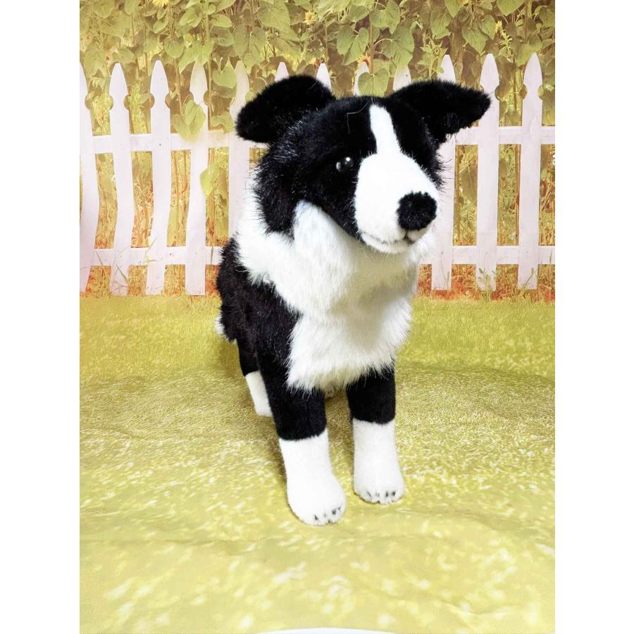 ケーセン ボーダーコリー KOSEN Koesen Border Collie dog 犬の