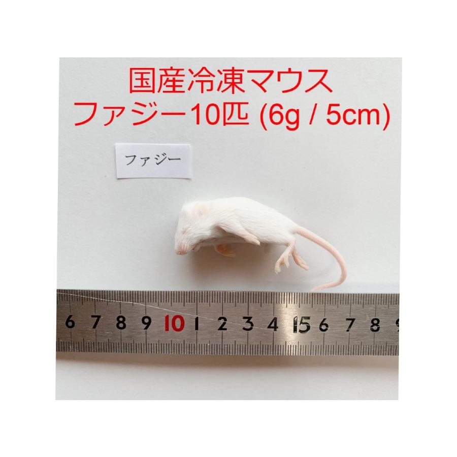 国産 冷凍マウス ファジー 10匹 6g 5cm ショップザ・パーン : ショップ