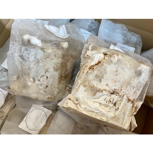 レイシ材 霊芝材 Lサイズ1本入り 安定の産卵実績・害虫雑菌なし・加水