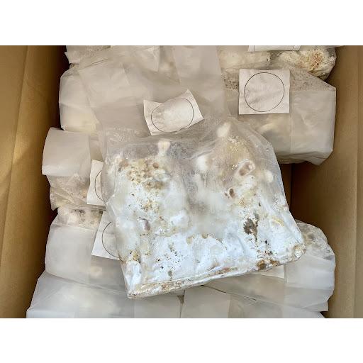 レイシ材 霊芝材 Mサイズ2本入り 安定の産卵実績・害虫雑菌なし・加水