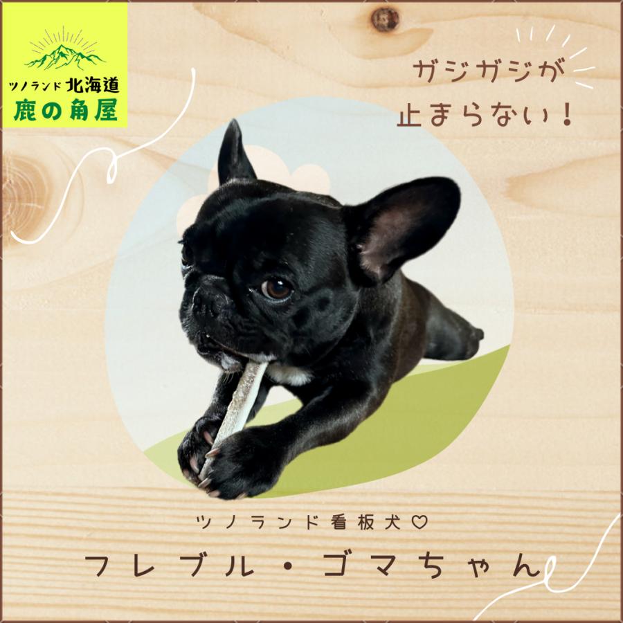 小型犬用 鹿の角 Sサイズ四つ割2本セット ガジガジくん 犬のおもちゃ
