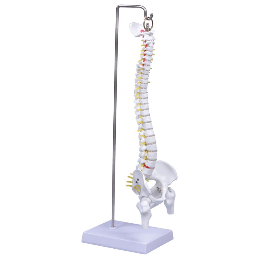 脊椎 模型 曲がる 人体模型 1/2 脊椎骨盤 骨盤 骨 45センチ 脊髄骨盤