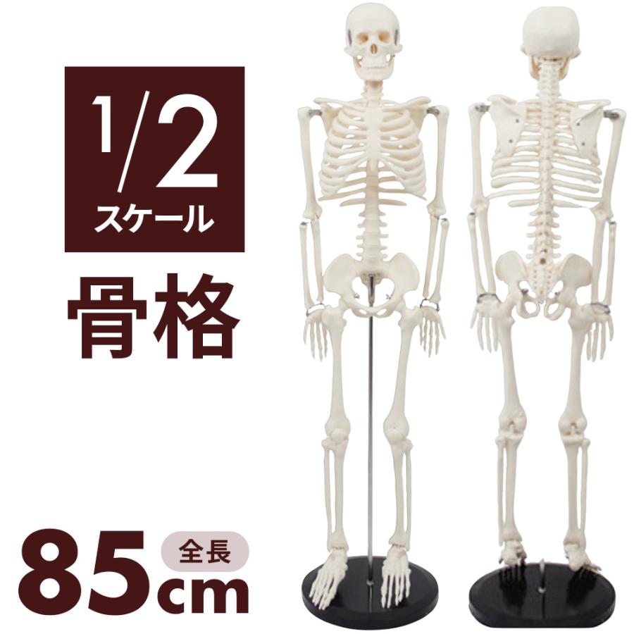 人体模型 骨 人体骨格模型 骨格標本 85cm 1/2 モデル ホワイト 台座