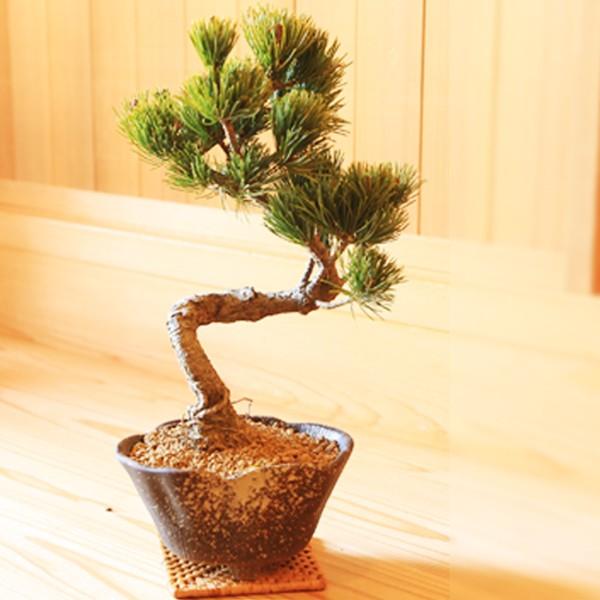 小品盆栽：五葉松（瀬戸焼変形鉢)* 祝い ギフト gift 誕生日祝 開店祝