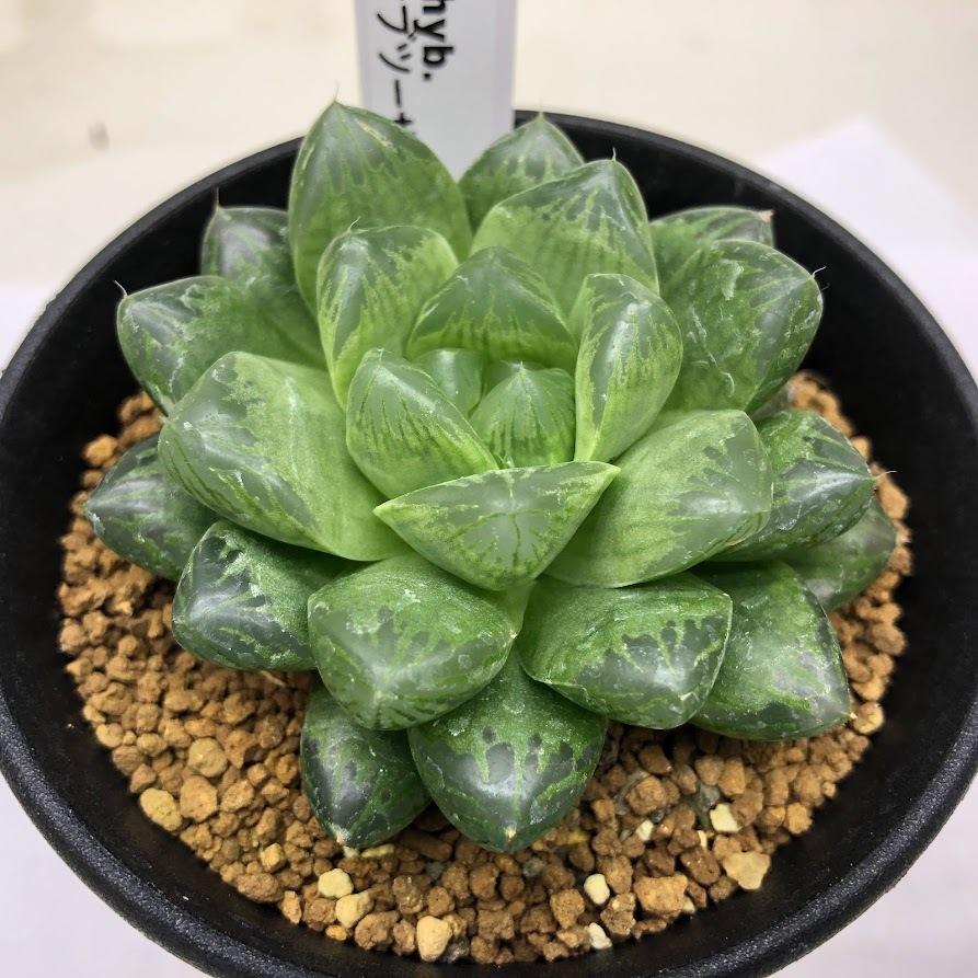 多肉植物：ハオルチア グリーンオブツーサhyb.*幅7cm : 遊恵盆栽