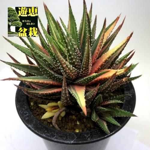 多肉植物：ハオルチア 金城錦*幅11cm 現品！一品限り : 遊恵盆栽 Yahoo
