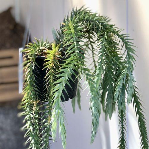 観葉植物:フペルジア ゴエベリー*吊り鉢 : 遊恵盆栽 Yahoo!店 - 通販