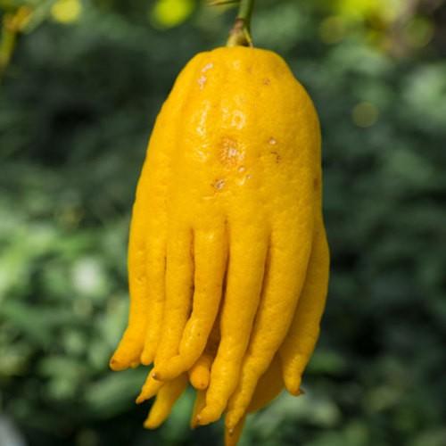 庭木・植木：仏手柑（ぶっしゅかん） 接木3年生 樹高70cm 仏の手に似