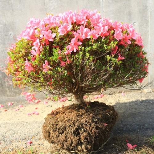 特撰庭木・植木：さつき（大盃）*特大玉造り 玉幅80cmヤマト便大型