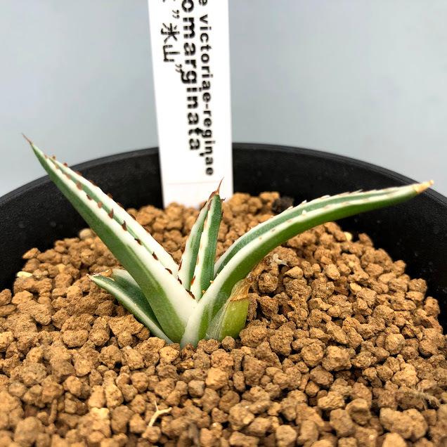 多肉植物：アガベ 氷山*幅5cm 現品！一品限り : 遊恵盆栽 Yahoo!店