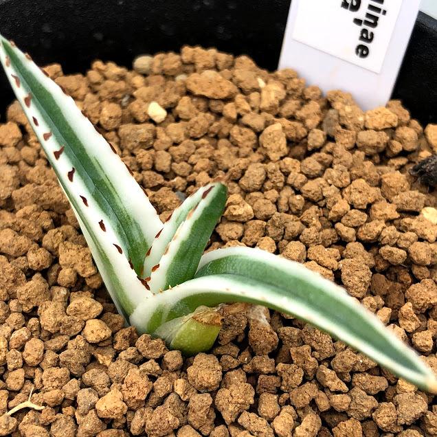 多肉植物：アガベ 氷山*幅5cm 現品！一品限り : 遊恵盆栽 Yahoo!店