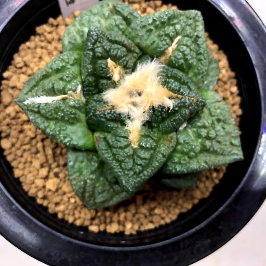 サボテン：アリオカルプス 大疣亀甲牡丹 実生*幅7cm 現品！一品限り