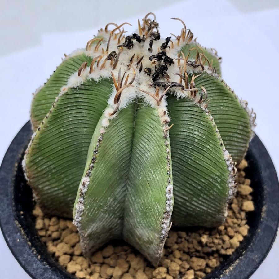 サボテン：アズテキウム ヒントニー 自根*幅6cm 現品 一品限り