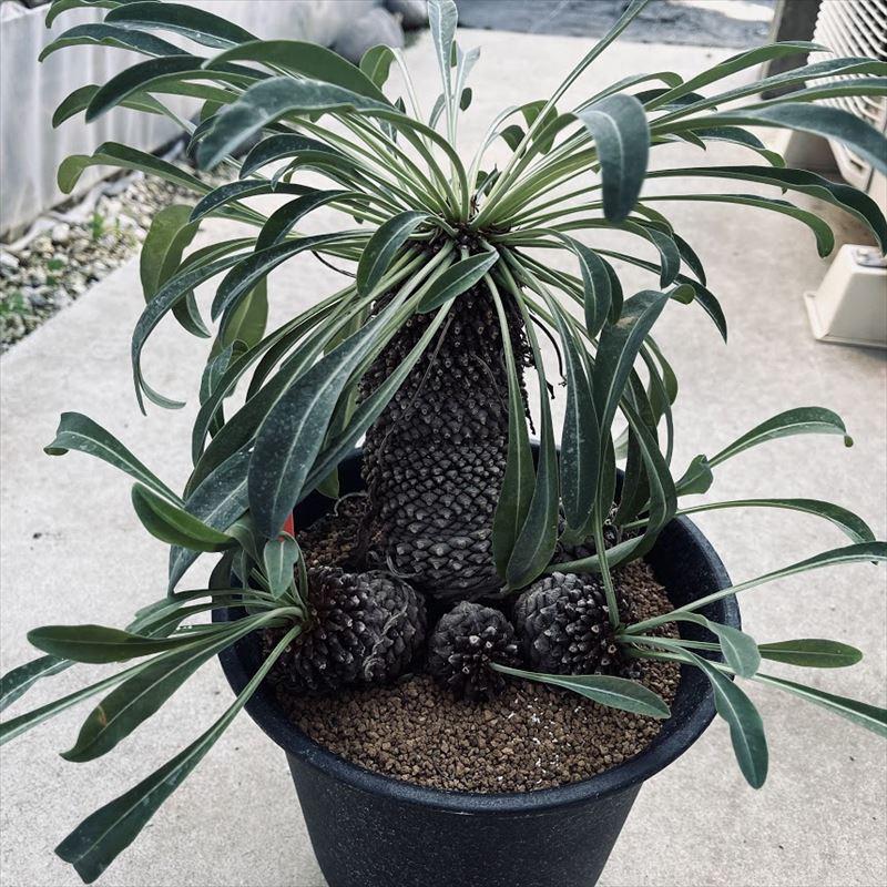 多肉植物：ユーフォルビア 鉄甲丸*葉幅40cm 現品！一品限り : 遊恵