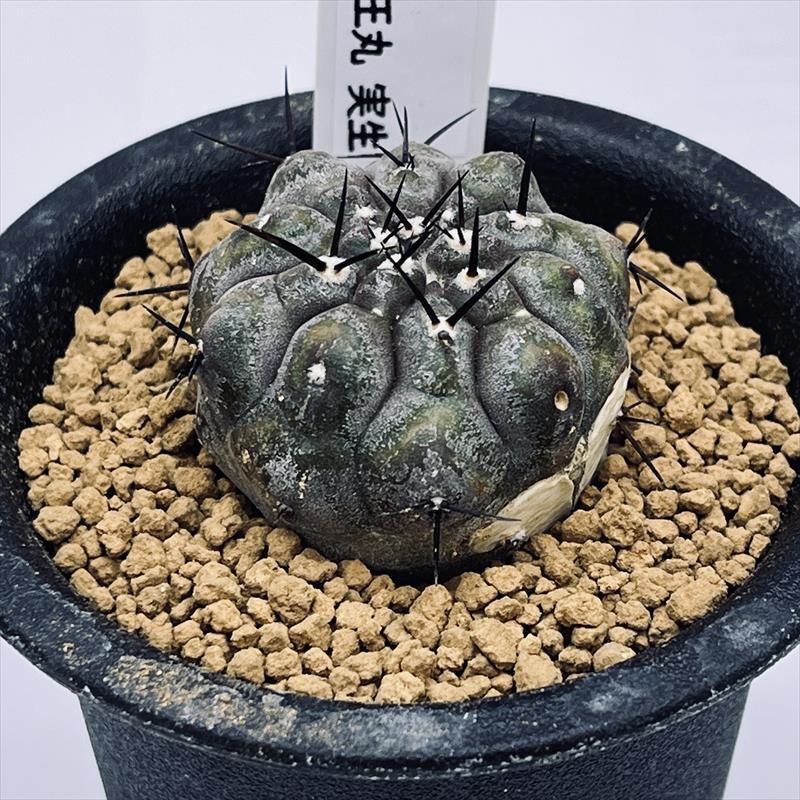サボテン：コピアポア 黒王丸 実生*幅3.5cm 現品！一品限り ※傷あり