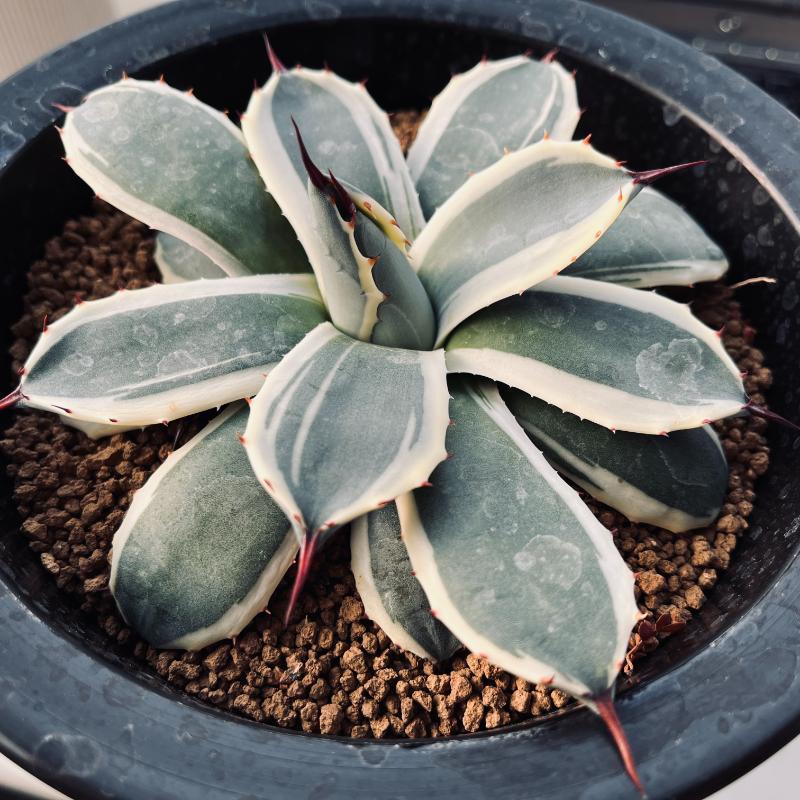 多肉植物：アガベ メリコ錦 クリームスパイク*幅14cm 現品！一品限り