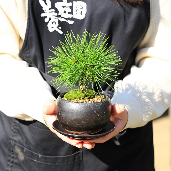 ミニ盆栽：三河黒松（萬古焼丸黒鉢)* 苔と砂 受け皿＆迎春ピック付き