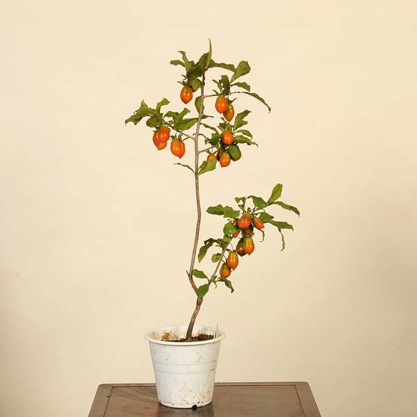 盆栽素材：老爺柿(千成瓢箪) 現品*老鴉柿 ろうあ柿 ろうや柿 ロウヤ柿