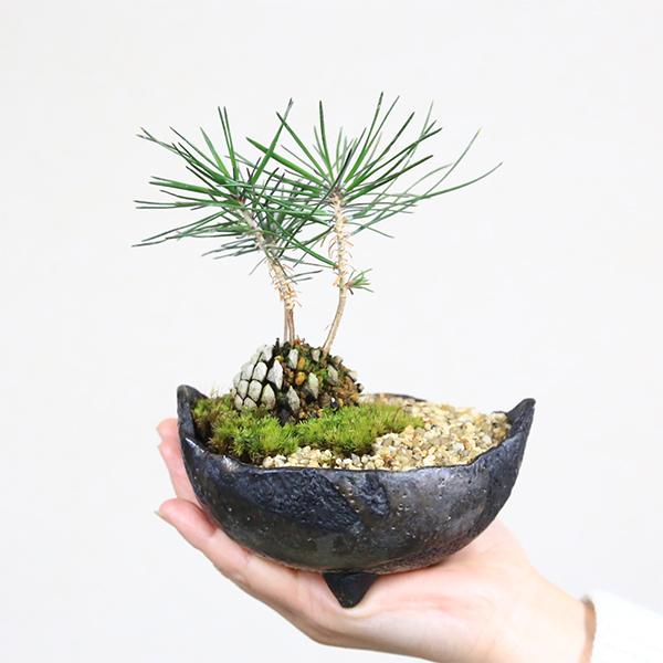 ミニ盆栽：松ぼっくりん*＜黒松＞（国産木の葉鉢)苔と砂付き 景色盆栽