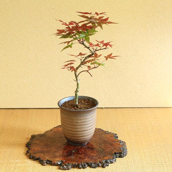 盆栽：出猩々もみじ曲*(萬古焼イブシ深鉢) ＜2025年落葉＞momiji