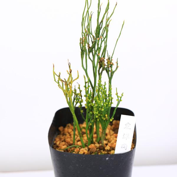 古典園芸植物：松葉蘭（マツバラン）「東洋角」*まつばらん : 遊恵盆栽