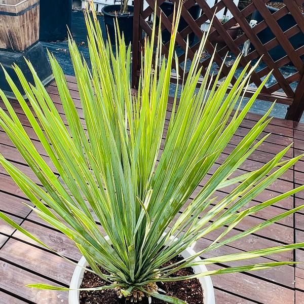 おしゃれ 観葉植物：ユッカ ロストラータ*10号 Yucca rostrata : 遊恵
