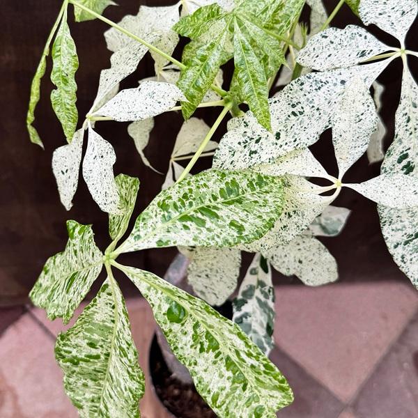 観葉植物：パキラ ミルキーウェイ*斑入り 5号プラポット : 遊恵盆栽