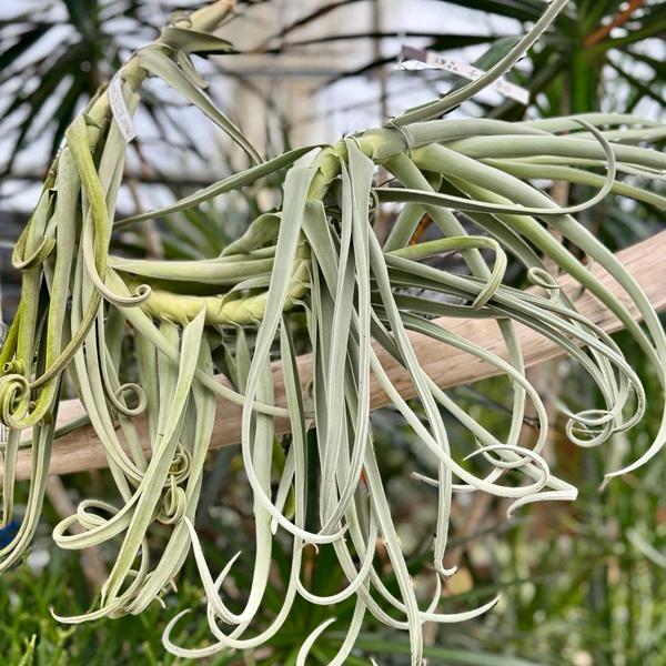 観葉植物：チランジア エアープランツ ドラティ 現品*ドゥラティ エア