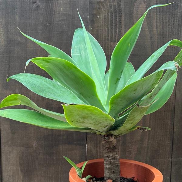 観葉植物：アガベ アテナータ*8号 現品をお届け 大型ヤマト便 : 遊恵