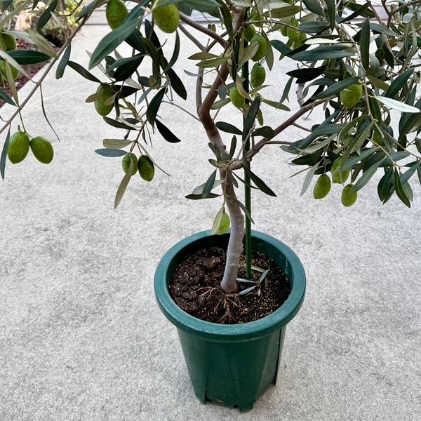 シンボルツリー 観葉植物：オリーブの木 ジャンボカラマタ*2番 10号