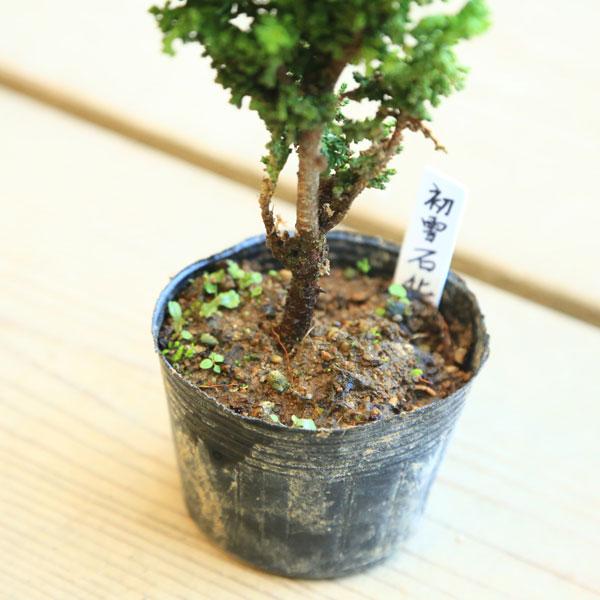 苗：初雪石化桧(ひのき)* ハツユキセッカヒノキ : 遊恵盆栽 Yahoo!店