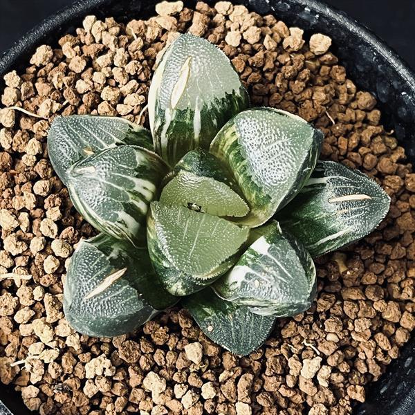 多肉植物：ハオルチア 鮮明黄色斑 コレクタ錦*幅6cm 現品 一品限り