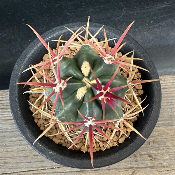 サボテン：フェロカクタス 神仙玉*幅4cm ☆赤松実生 : 遊恵盆栽