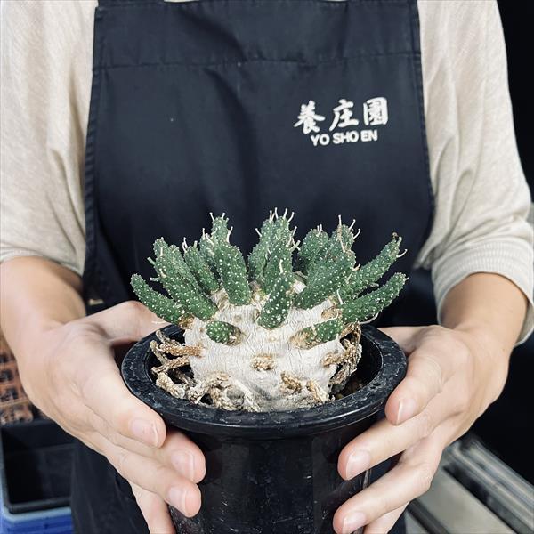 コーデックス：ユーフォルビア ガムケンシス 大株 実生*幅12cm 現品